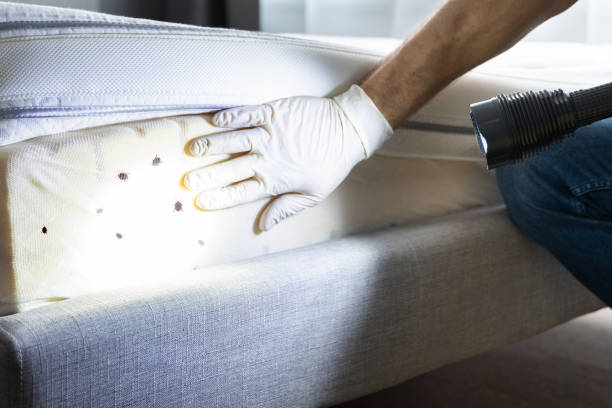Best Cockroach Control Services  in Sisseton, SD